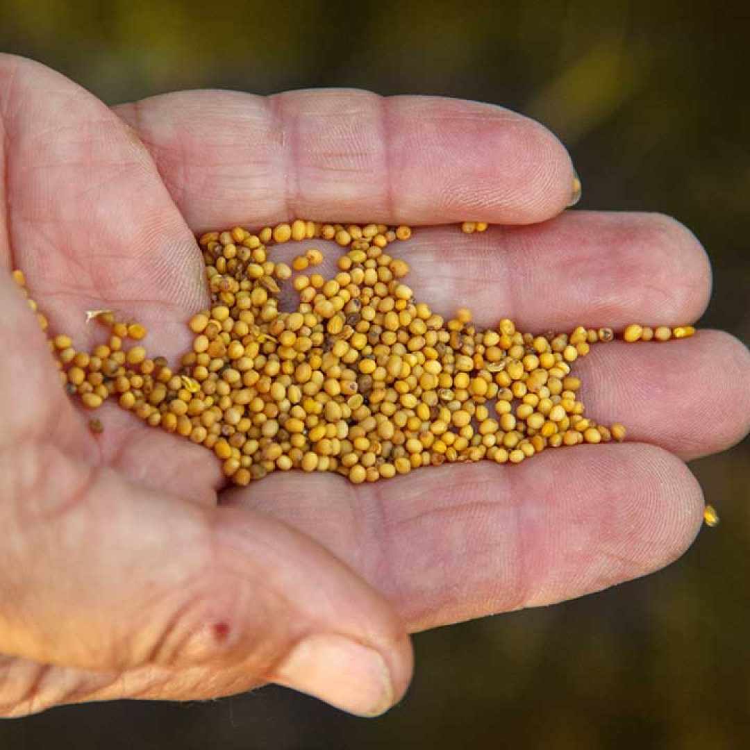 Mustard Seeds in Hand